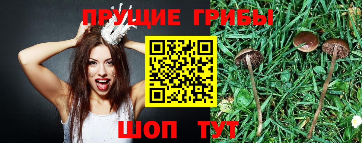 Новомосковск  Галлюциногенные грибы мицелий  Вход с VPN  Галлюциногенные грибы GOLDEN TEACHER 